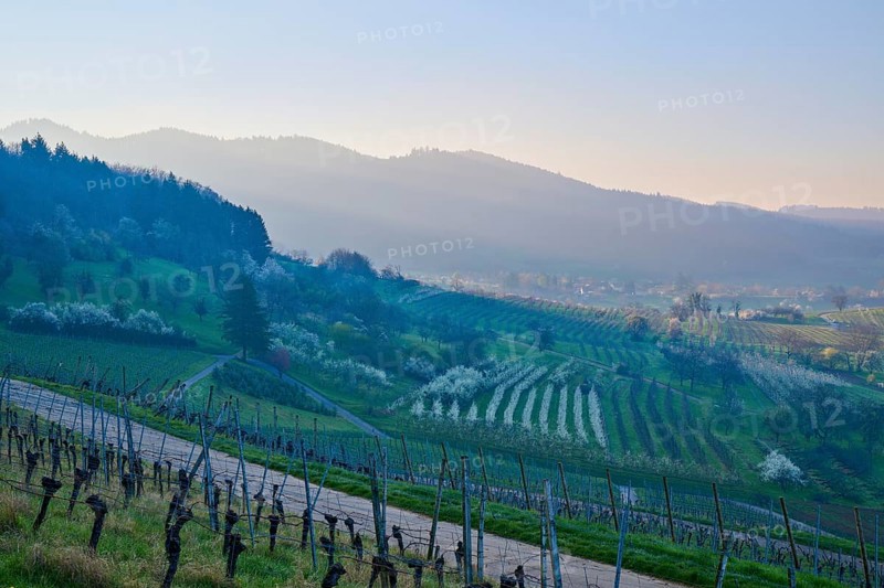 Vineyards