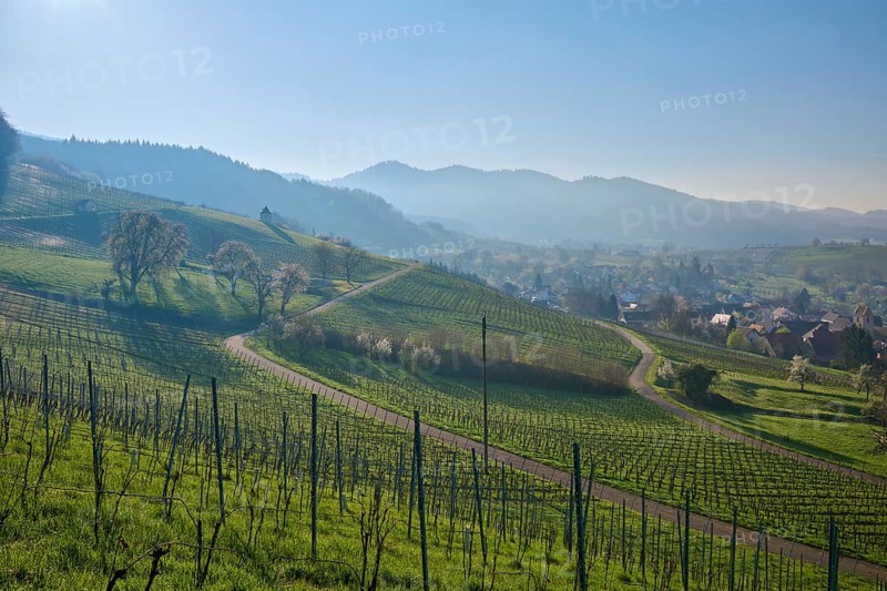 Vineyards