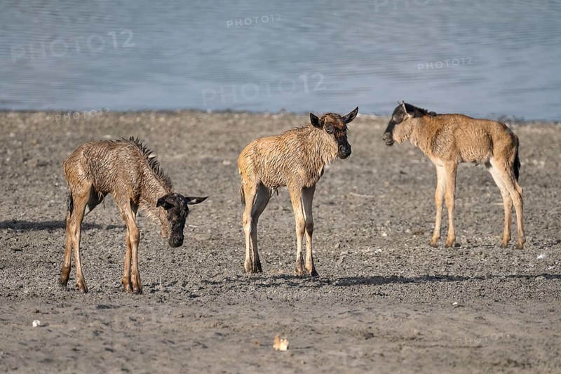 Wildebeest