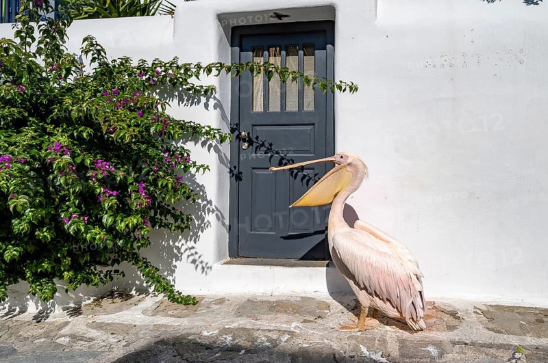 Pelican Petros