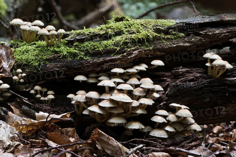 Sulphur tuft