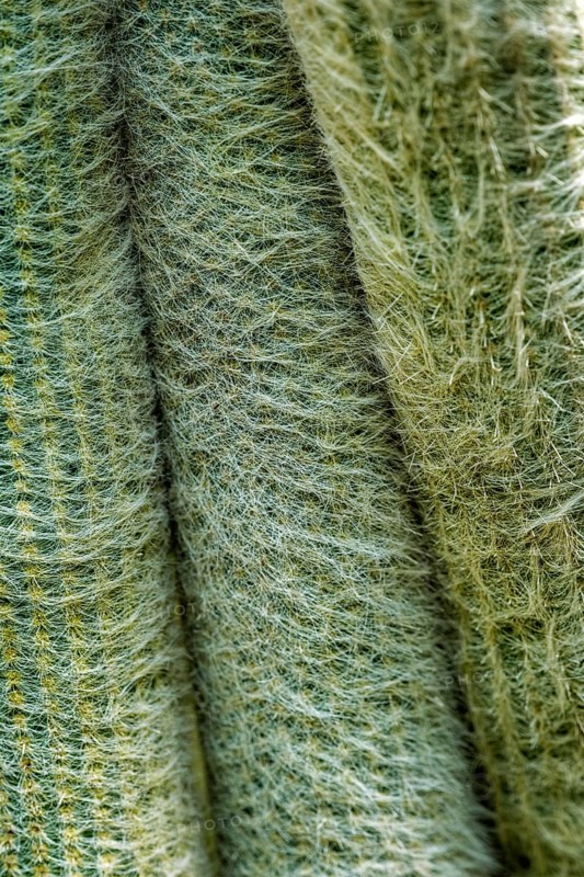 Cephalocereus senilis the old man cactus close up texture