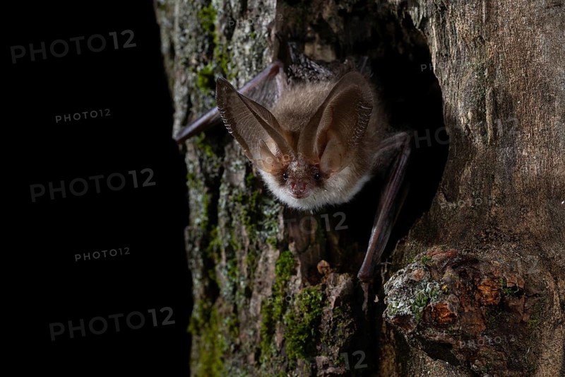 Brown long-eared bat