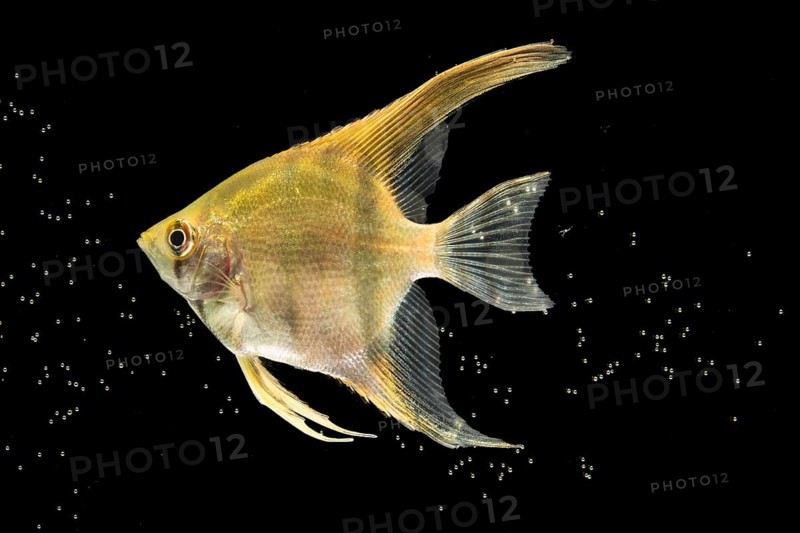 Yellow beautiful betta fish isolated black background bubbles