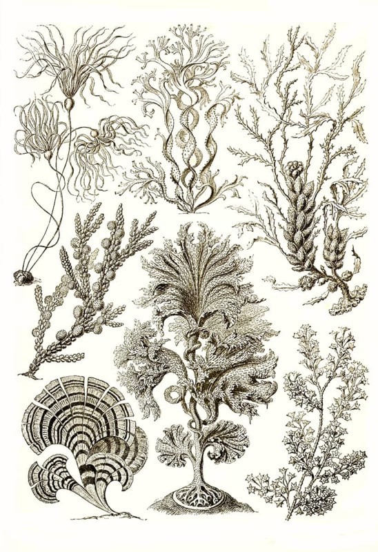 Fucoideae