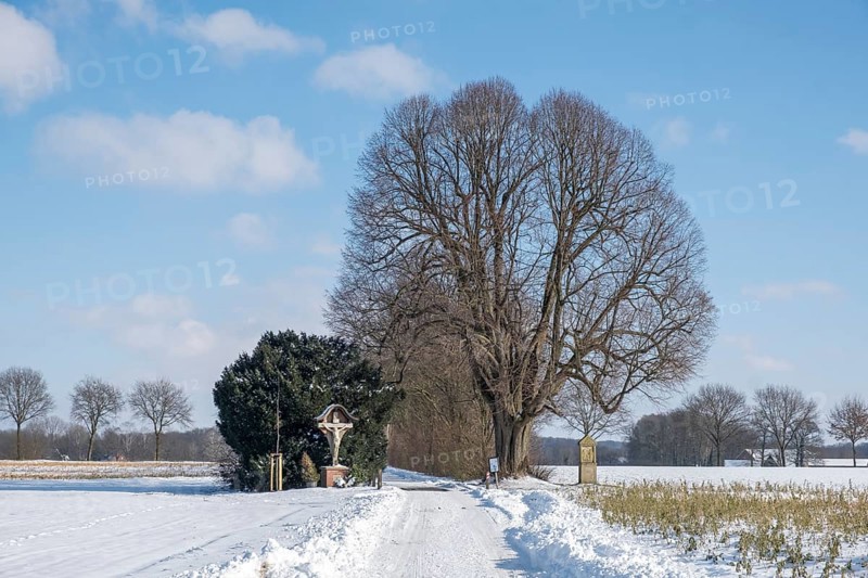 Natural monument Dicke Lime tree