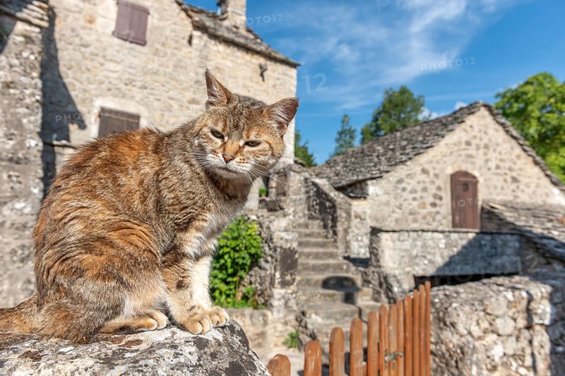 Young cat lying in the morning sun in a stone village. Le Rozier