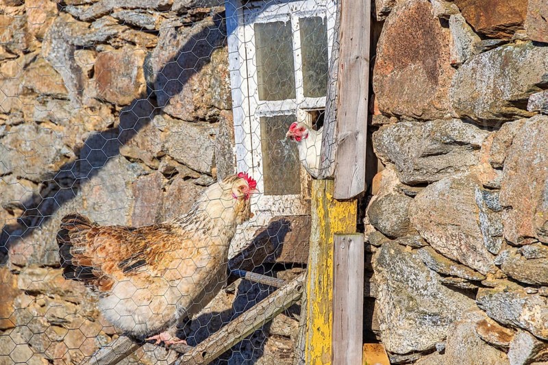 Hens on a ladder at a country chicken farm