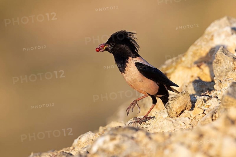 Roseate starling