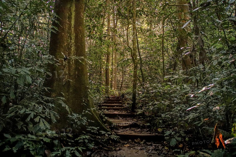 Hiking trail in Cuc Phuong National Park in Ninh Binh