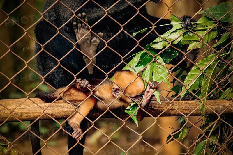 Black Crested Gibbon