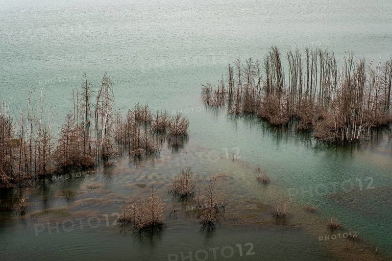 Trees in Lake Sedlitz