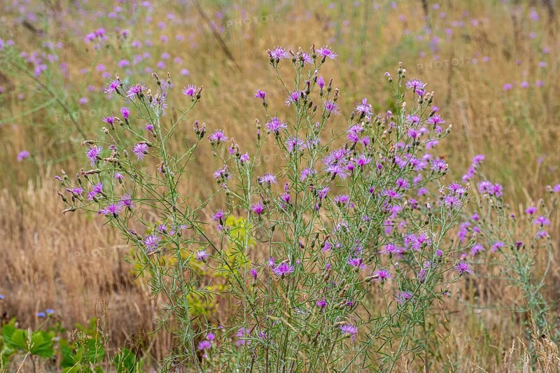 Spotted knapweed