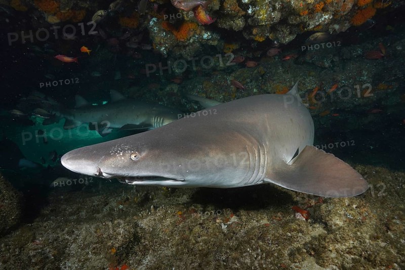 Close-up of sand tiger shark