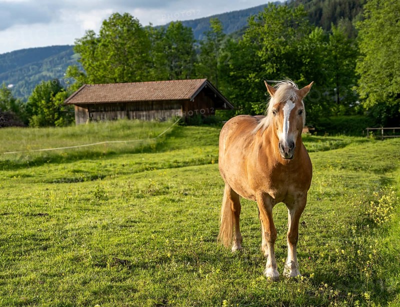 Haflinger horse