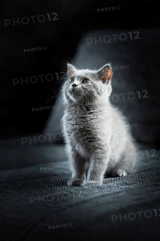 British Shorthair male