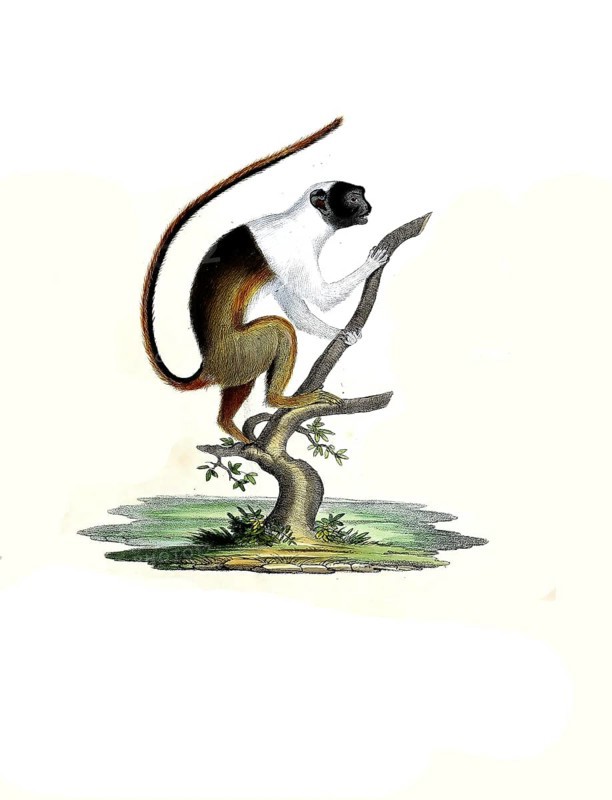 Mammals