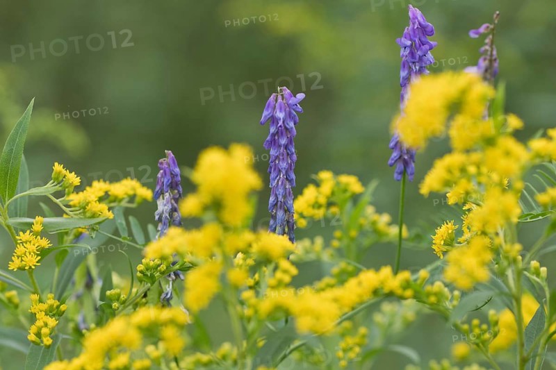 Goldenrod