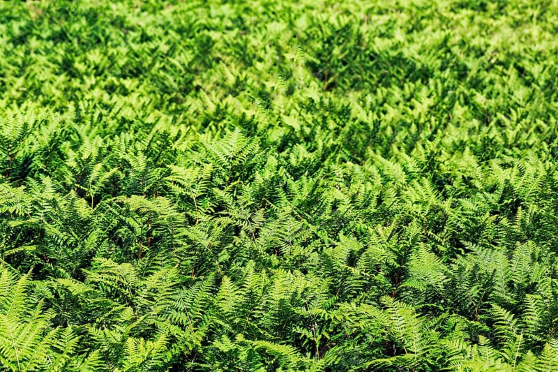 Dense growth of green ferns