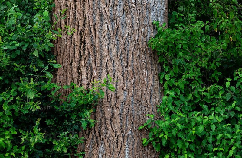 Tree trunk of an old lime tree