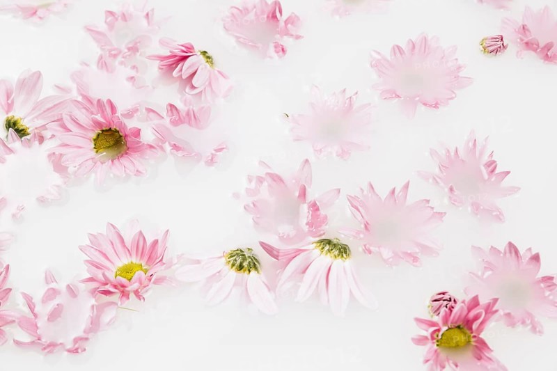 Close up beautiful pink flowers floating water
