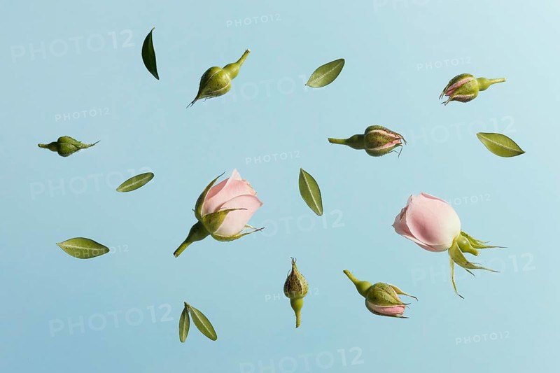 Flat lay pink spring roses