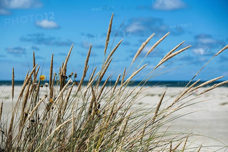 Beach grass in the dunes on the beach of the North Sea island of Terschelling