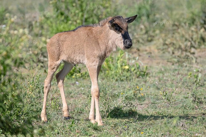 Wildebeest