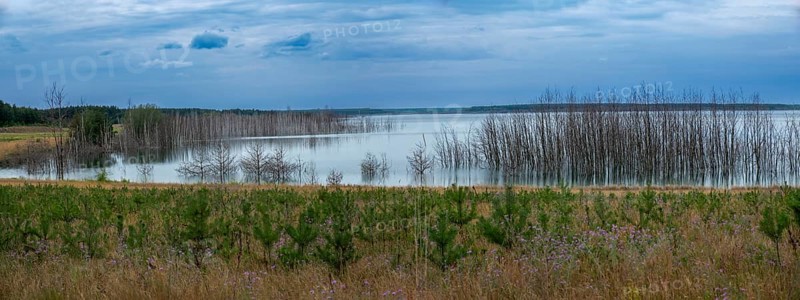 Trees planted for the recultivation of Lake Senftenberg