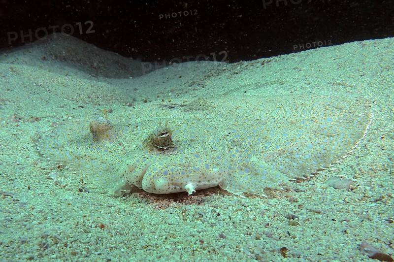 Portrait of peacock flounder