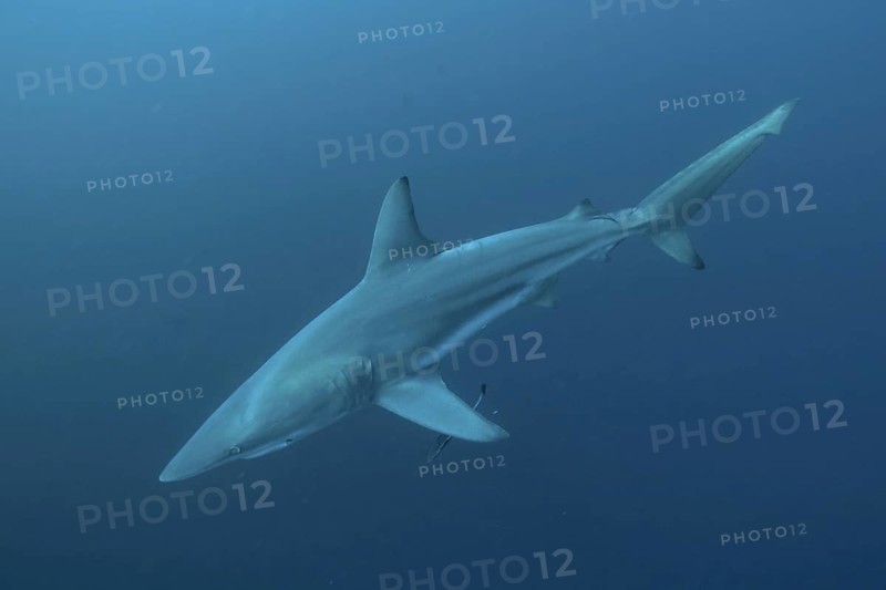 Blacktip shark