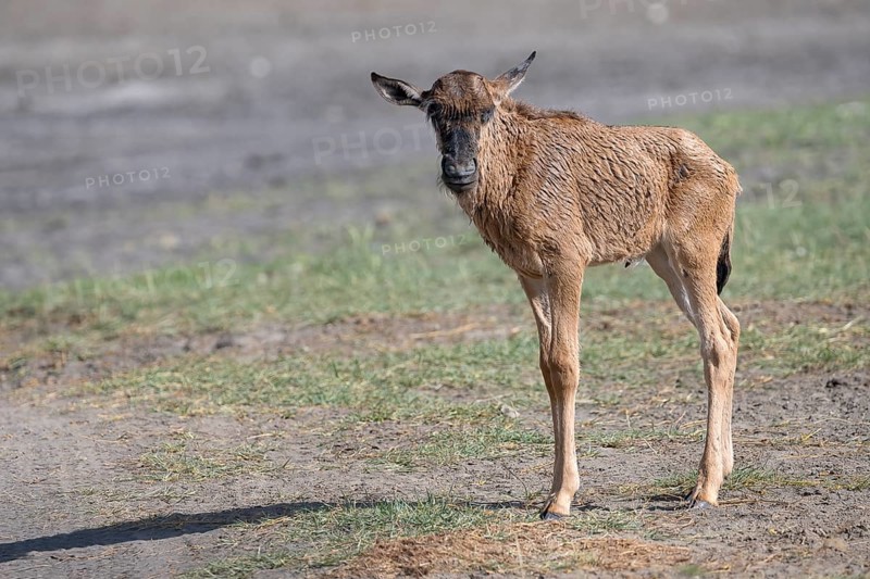 Wildebeest