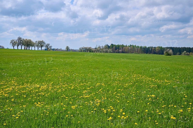 Meadow Landscape