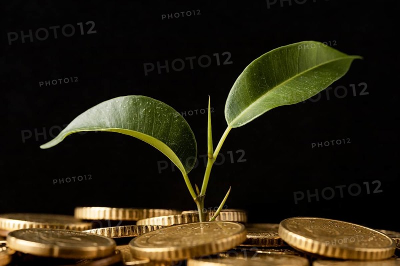 Front view plant growing from coins