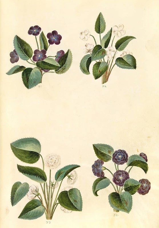 Scented violet