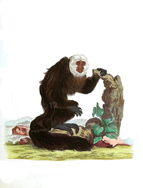 Mammals