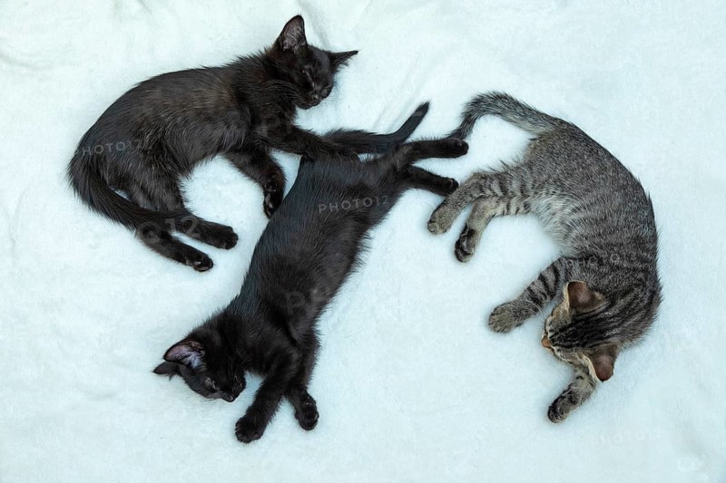 Three nine-week-old kittens sleeping