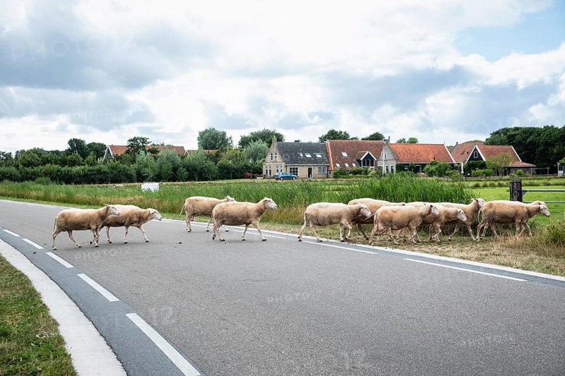 Sheep of a flock crossing a road on the North Sea island of Terschelling