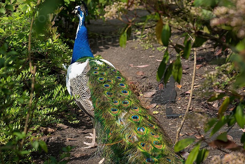 Peacock