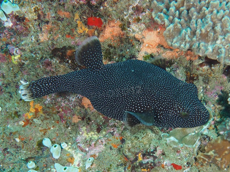 Guineafowl puffer