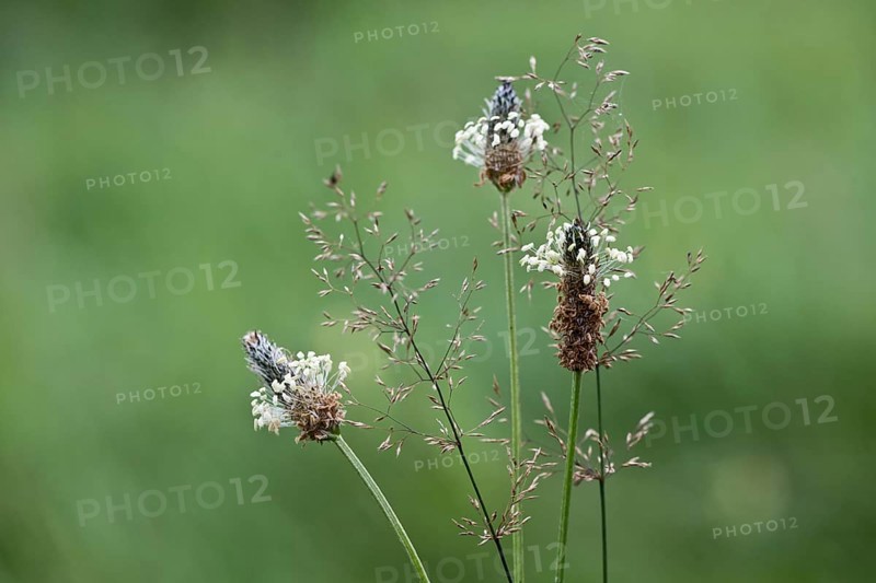Ribwort plantain