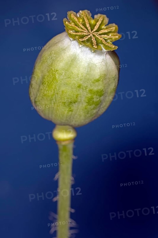 Still green capsule of the opium poppy