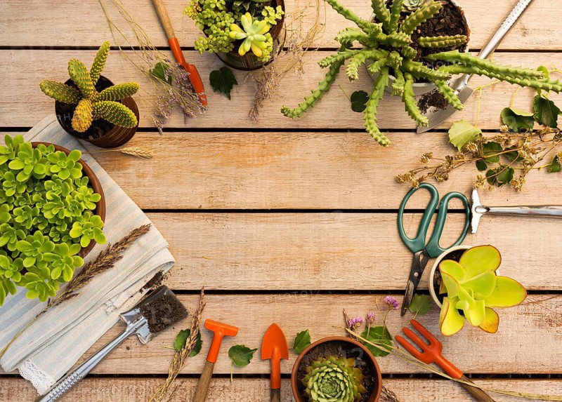 Composition different plants tools