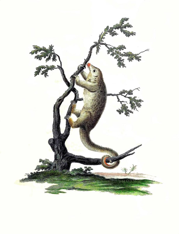 Mammals