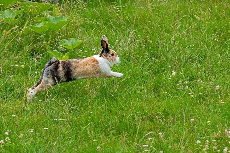 Dutch rabbit jumps