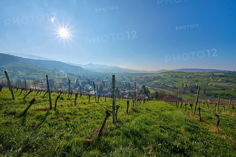 Vineyards