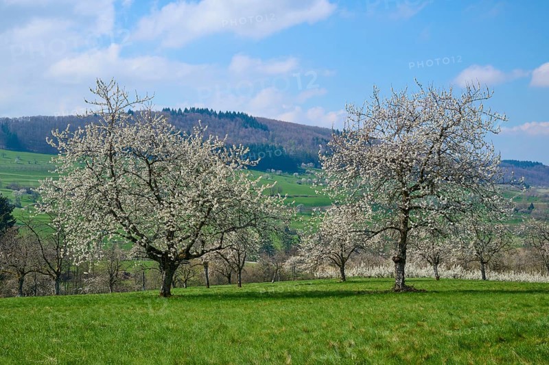 Cherry trees