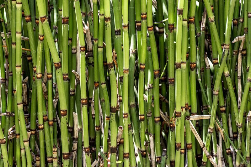 Front view bamboo sticks