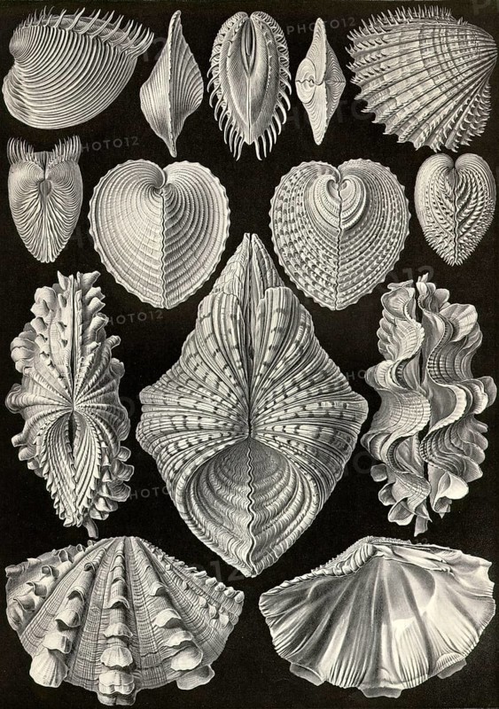 Acephala