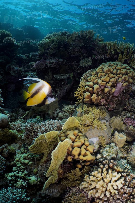 Red sea bannerfish